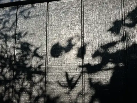 Sun-dappled shadows dance across a textured surface.